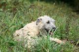 IRISH WOLFHOUND 072